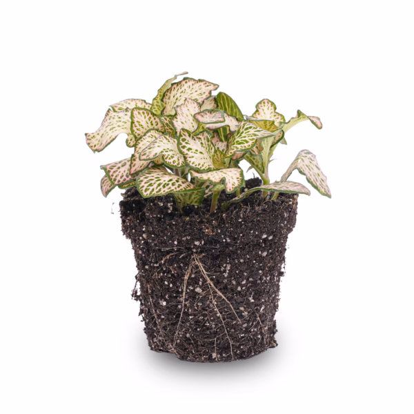 Zimmer Fittonia Red – tropische Mosaikpflanze mit rosa, roten und grünen Blättern. Ideal für Terrarien, helle schattige Plätze und Urban Jungle.