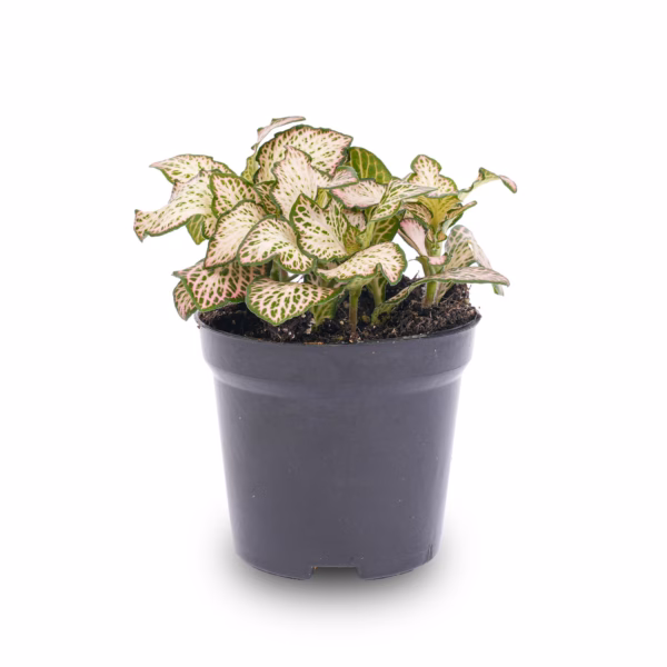 Fittonia Red – Die tropische Mosaikpflanze mit rosa, roten und grünen Blättern für Ihr Zuhause – Bild 2