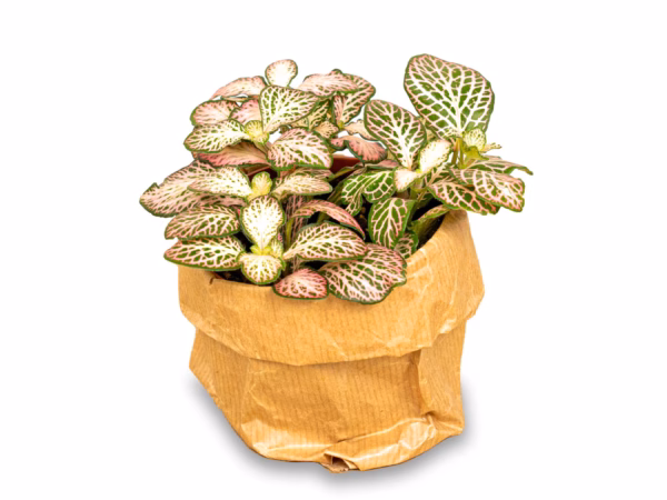 Fittonia Red – Die tropische Mosaikpflanze mit rosa, roten und grünen Blättern für Ihr Zuhause – Bild 3