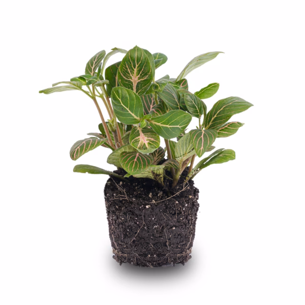Zimmerpflanze Fittonia Joly Josan – kompakte tropische Mosaikpflanze mit rot-grünen Blättern, ideal für Terrarien, helle schattige Standorte und Urban Jungle.