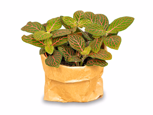 Fittonia Joly Josan – Die tropische Mosaikpflanze mit leuchtend roten Blättern für Ihr Zuhause – Bild 3
