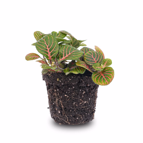 Zimmerpflanze Fittonia Bubble Red - Red And Green - Mosaic Plant