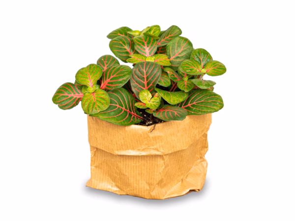 Fittonia Bubble Red – Die tropische Mosaikpflanze mit leuchtend roten Blättern für Ihr Zuhause – Bild 3