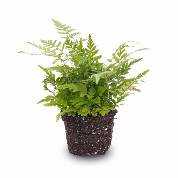 Wald-Farn (Athyrium spicatum) mit fein gefiederten hellgrünen Wedeln in einem Glasgarten – pflegeleichte, feuchtigkeitsliebende Schattenpflanze für Badezimmer und Terrarium
