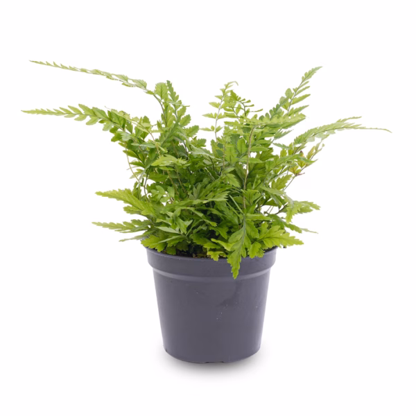 Wald-Farn (Athyrium spicatum) mit fein gefiederten hellgrünen Wedeln in einem Glasgarten – pflegeleichte, feuchtigkeitsliebende Schattenpflanze für Badezimmer und Terrarium2