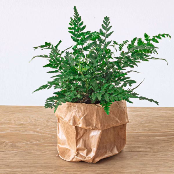 Wald-Farn (Athyrium spicatum) mit fein gefiederten hellgrünen Wedeln in einem Glasgarten – pflegeleichte, feuchtigkeitsliebende Schattenpflanze für Badezimmer und Terrarium3
