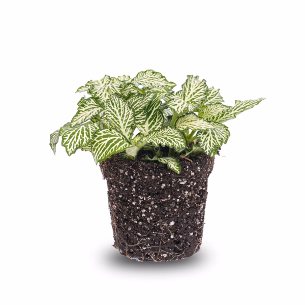 Zimmer Fittonia White – elegante tropische Mosaikpflanze mit weiß-grünen Blättern. Perfekt für Terrarien, helle schattige Plätze und den Urban Jungle.