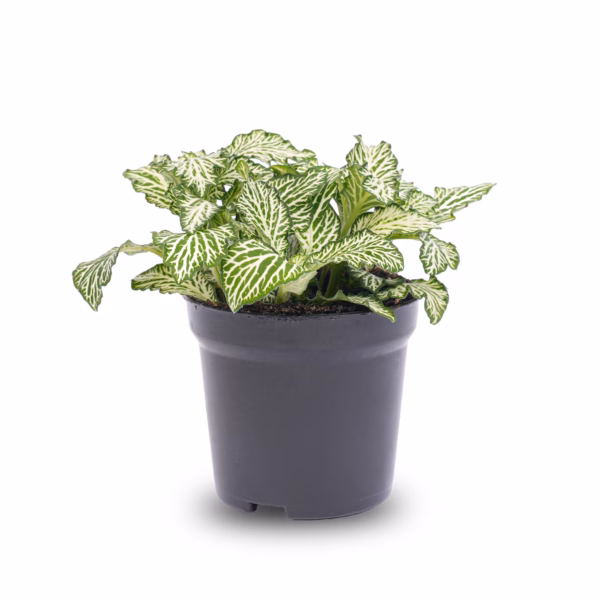 Fittonia White – Die elegante Mosaikpflanze mit weiß-grünen Blättern für Ihr Zuhause – Bild 2